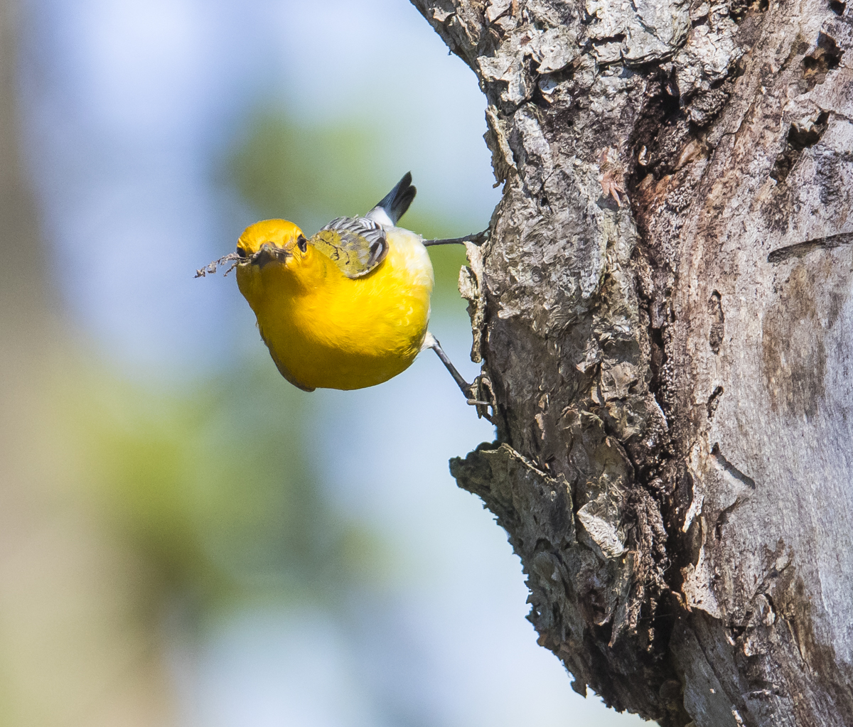 Prothonotary warbler gathring moss on cavity tree 1