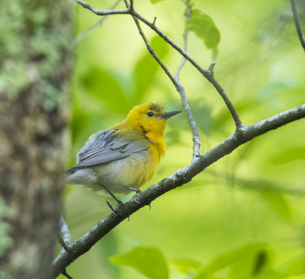 Prothonotary warbler in tree