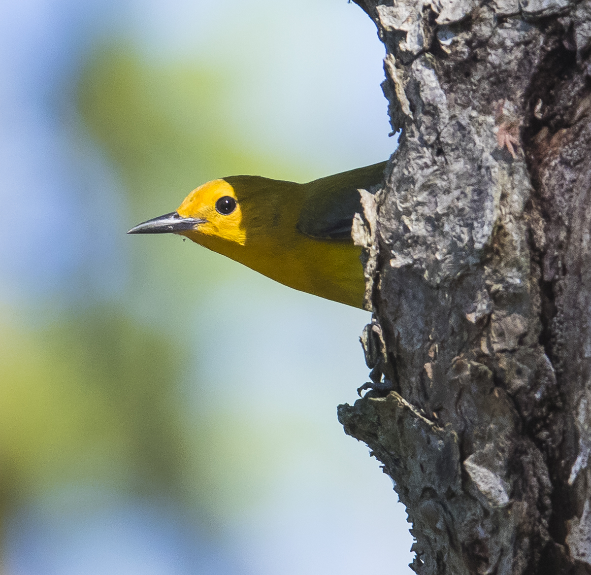 Prothonotary wwarbler head stickig out nest cavity