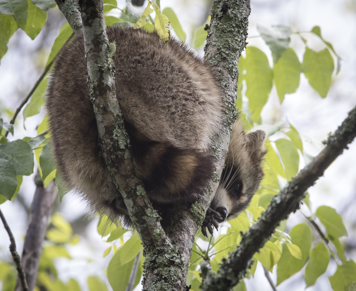 Raccoon in tree