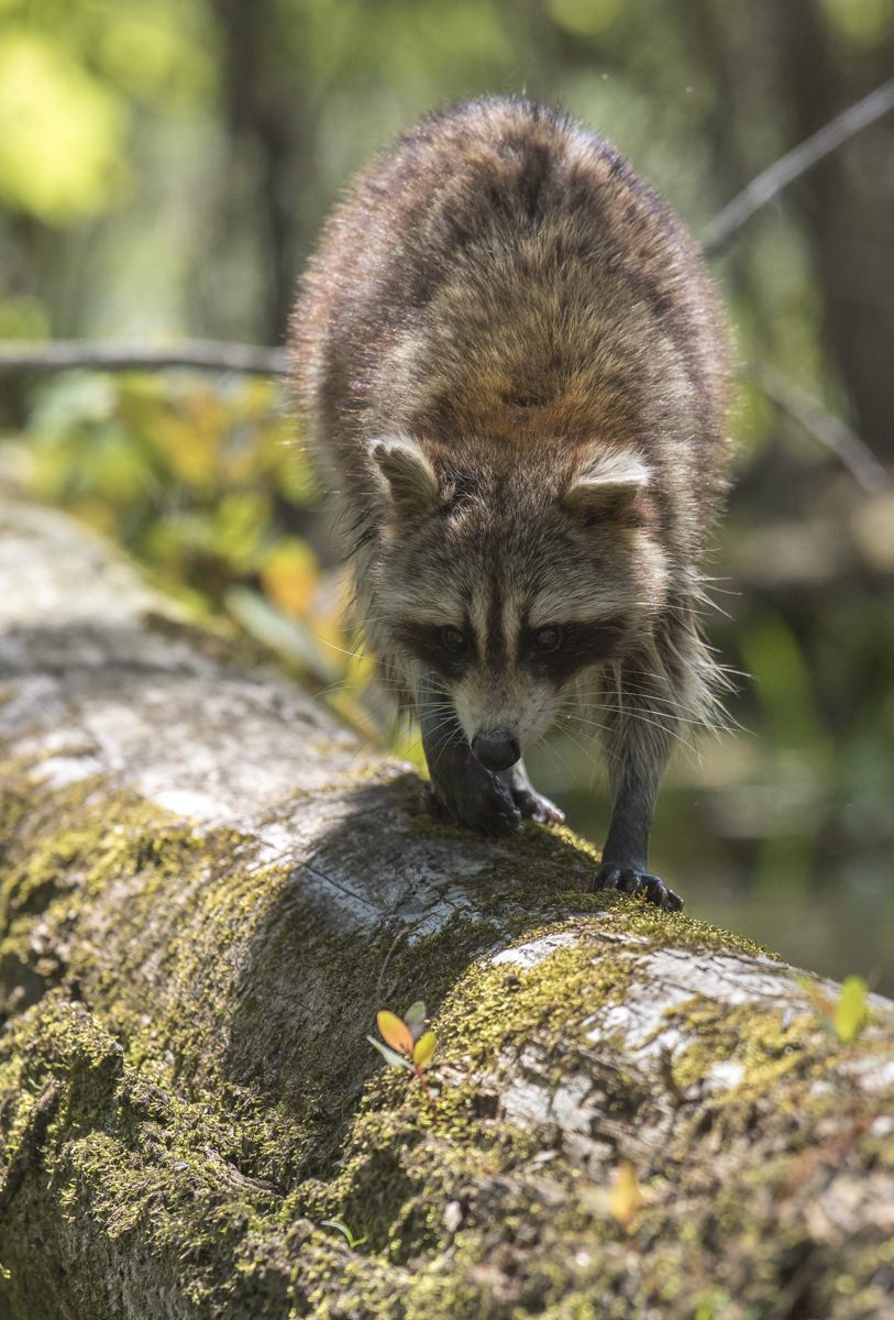 raccoon on log