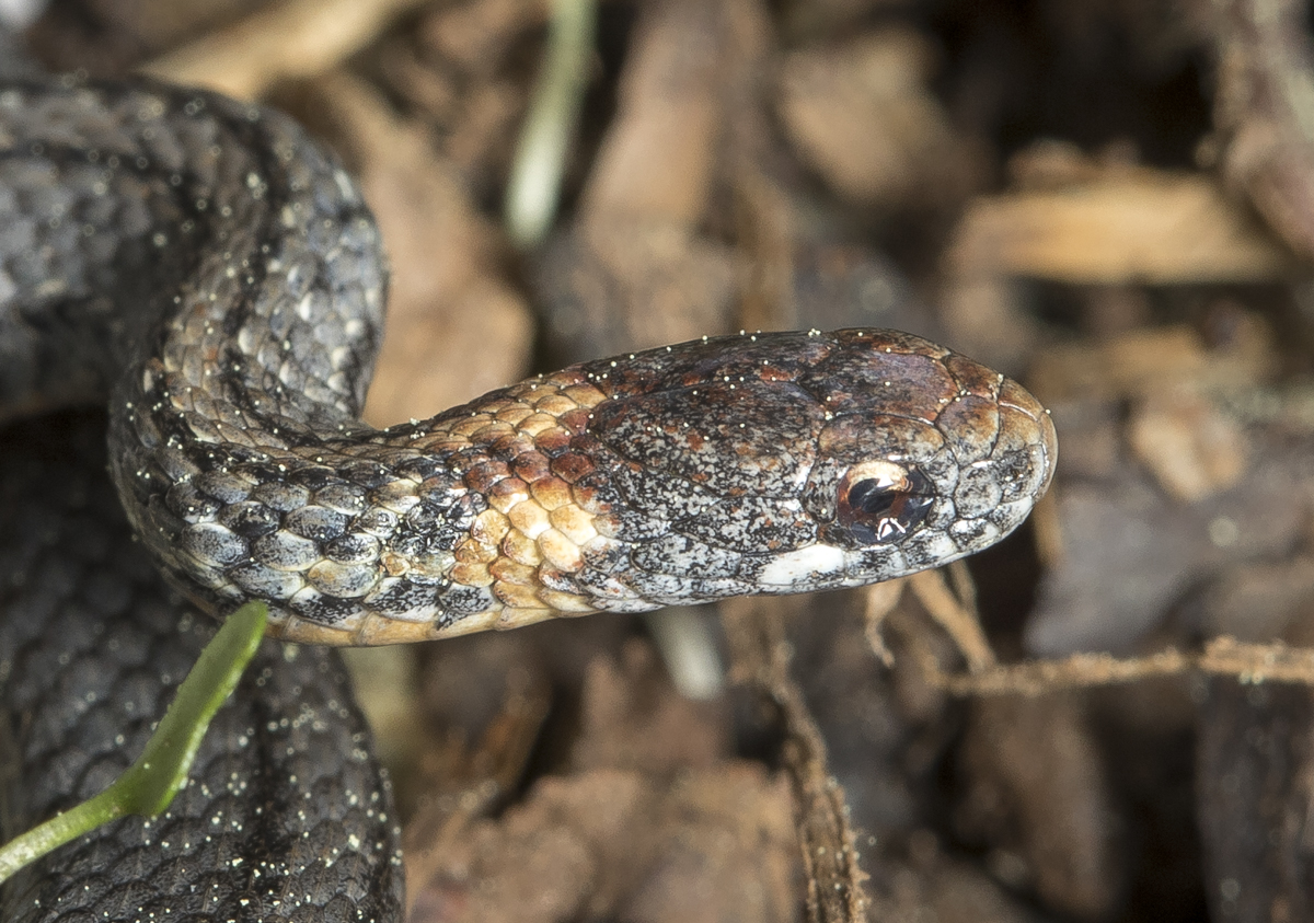 red-bellied snake 2 close up of head
