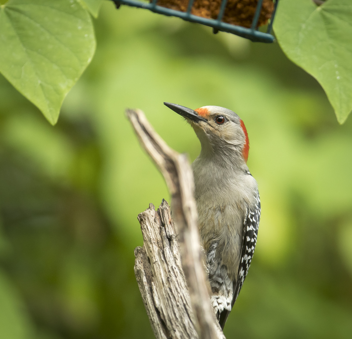 Red-bellied woodpecker female