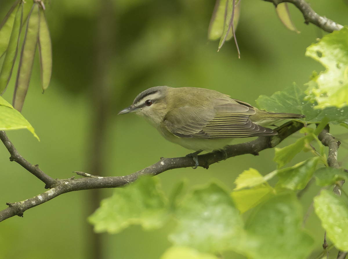 Red-eyed vireo