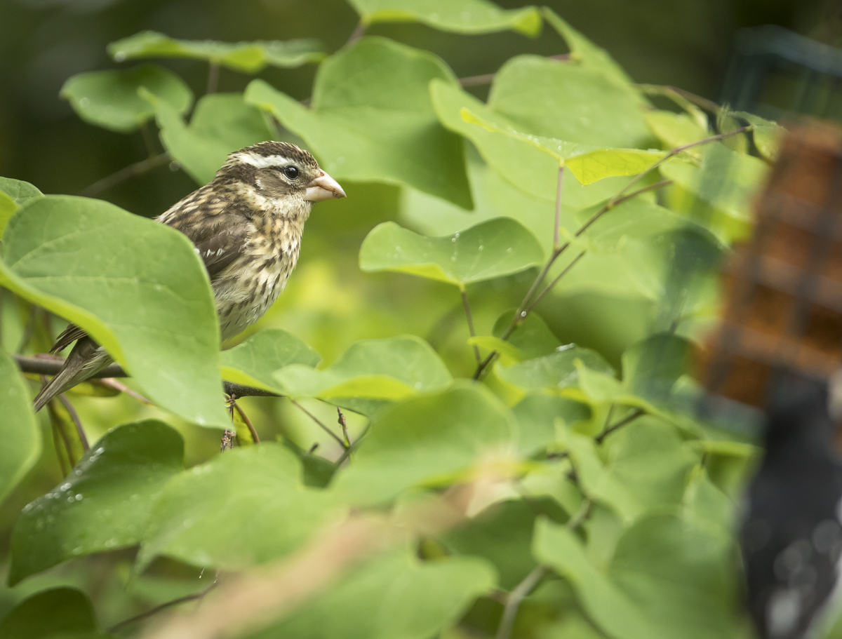 Rose-breasted grosbeak female