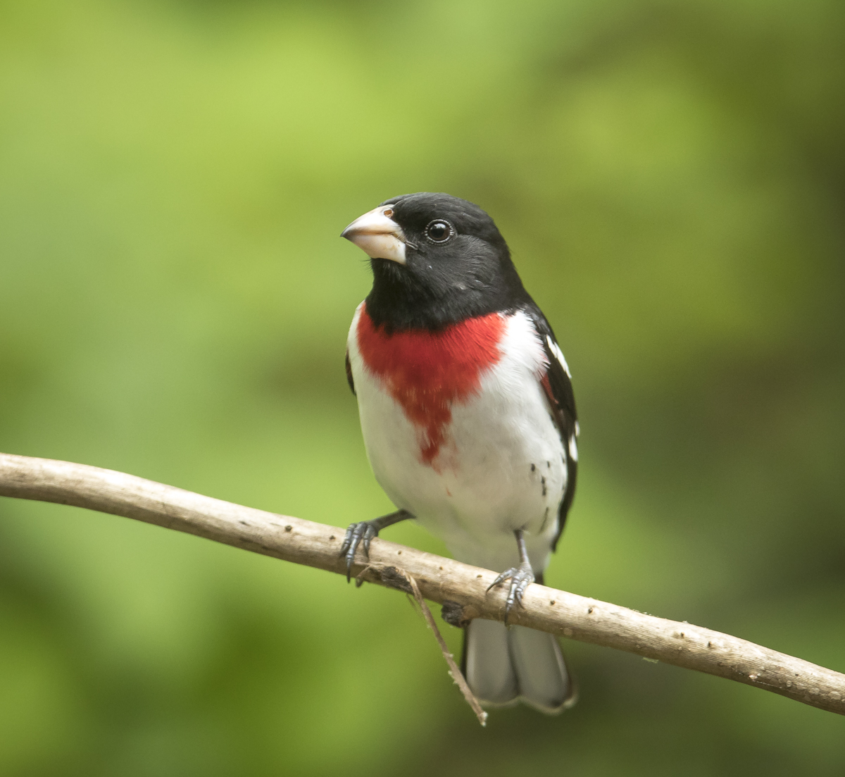 Rose-breasted grosbeak male