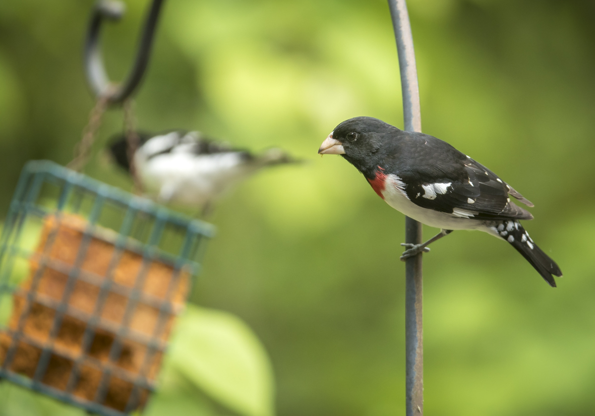 Rose-breasted grosbeak males at feeder