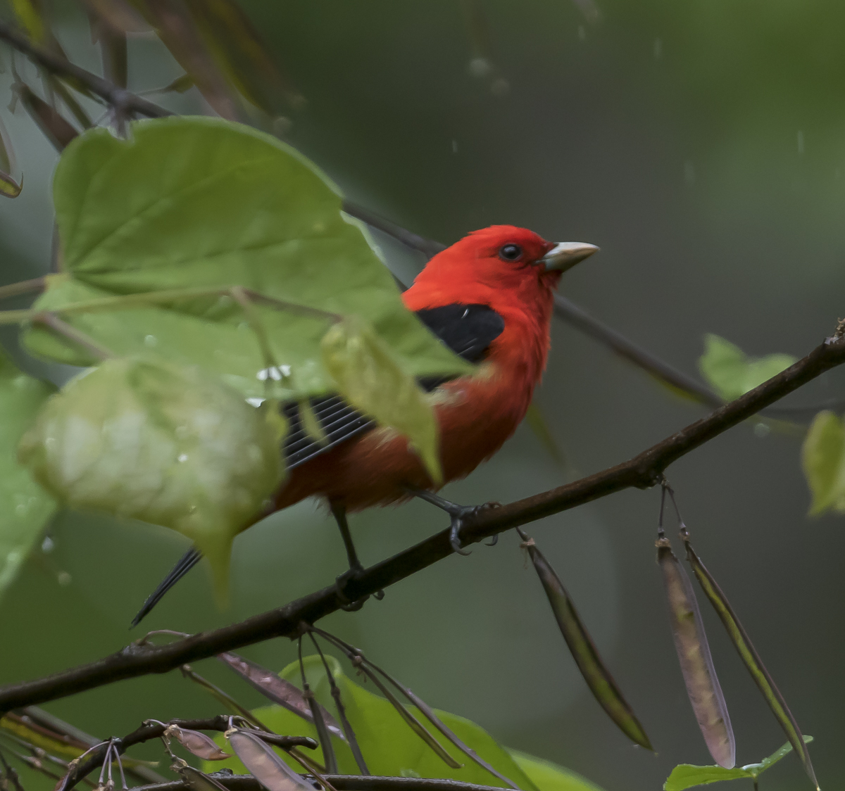 Scarlet tanager