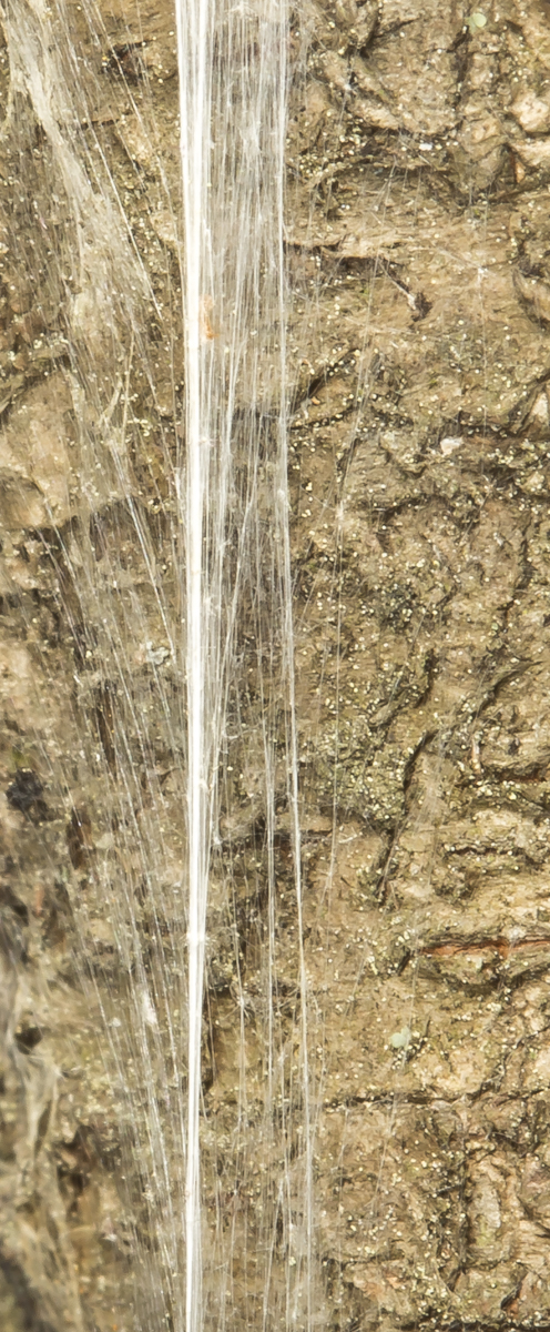 silk trail left by eastern tent caterpillars