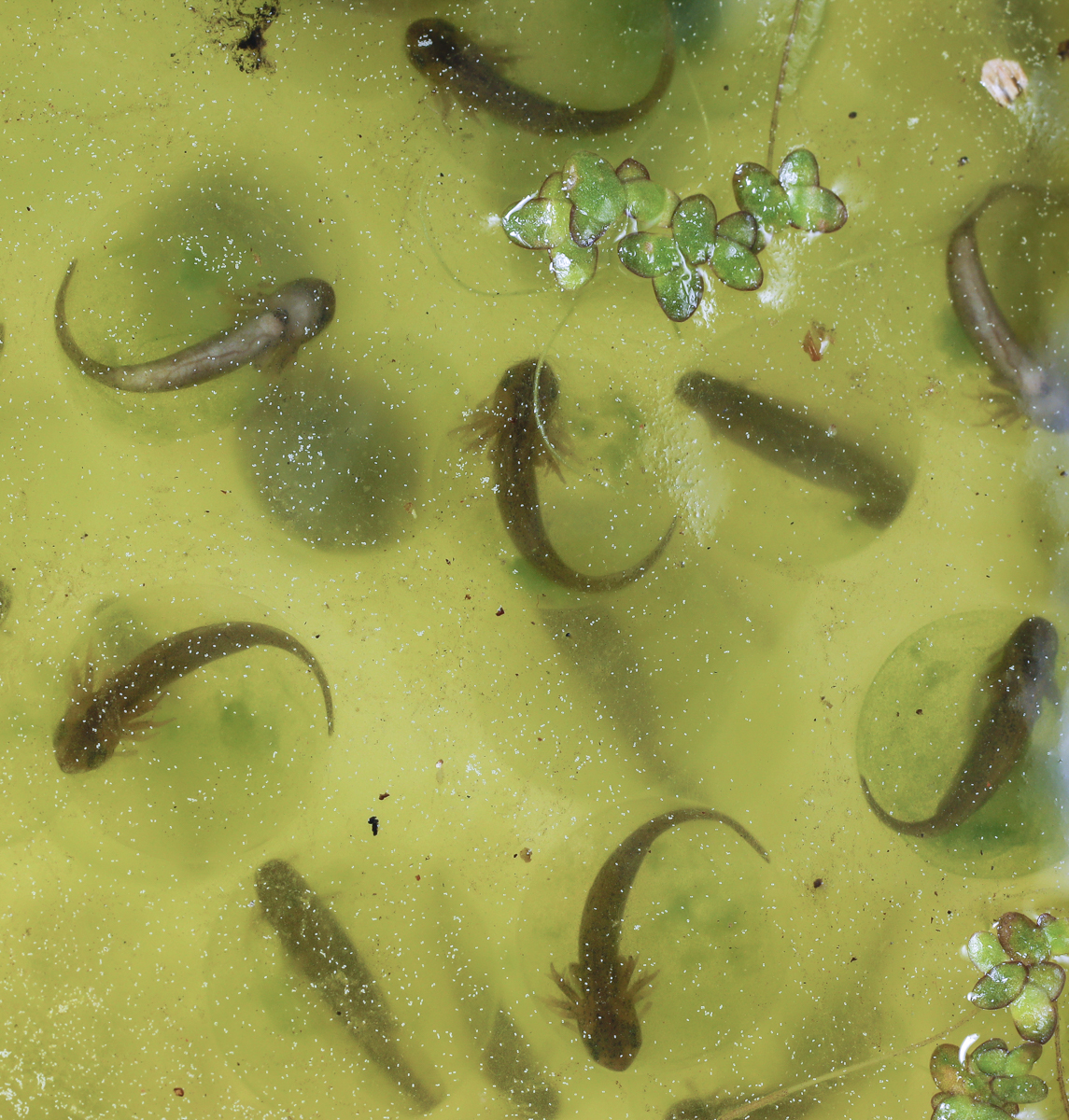 spotted salamander eggs near hatching close up