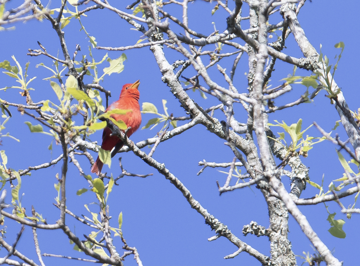 summer tanager singing
