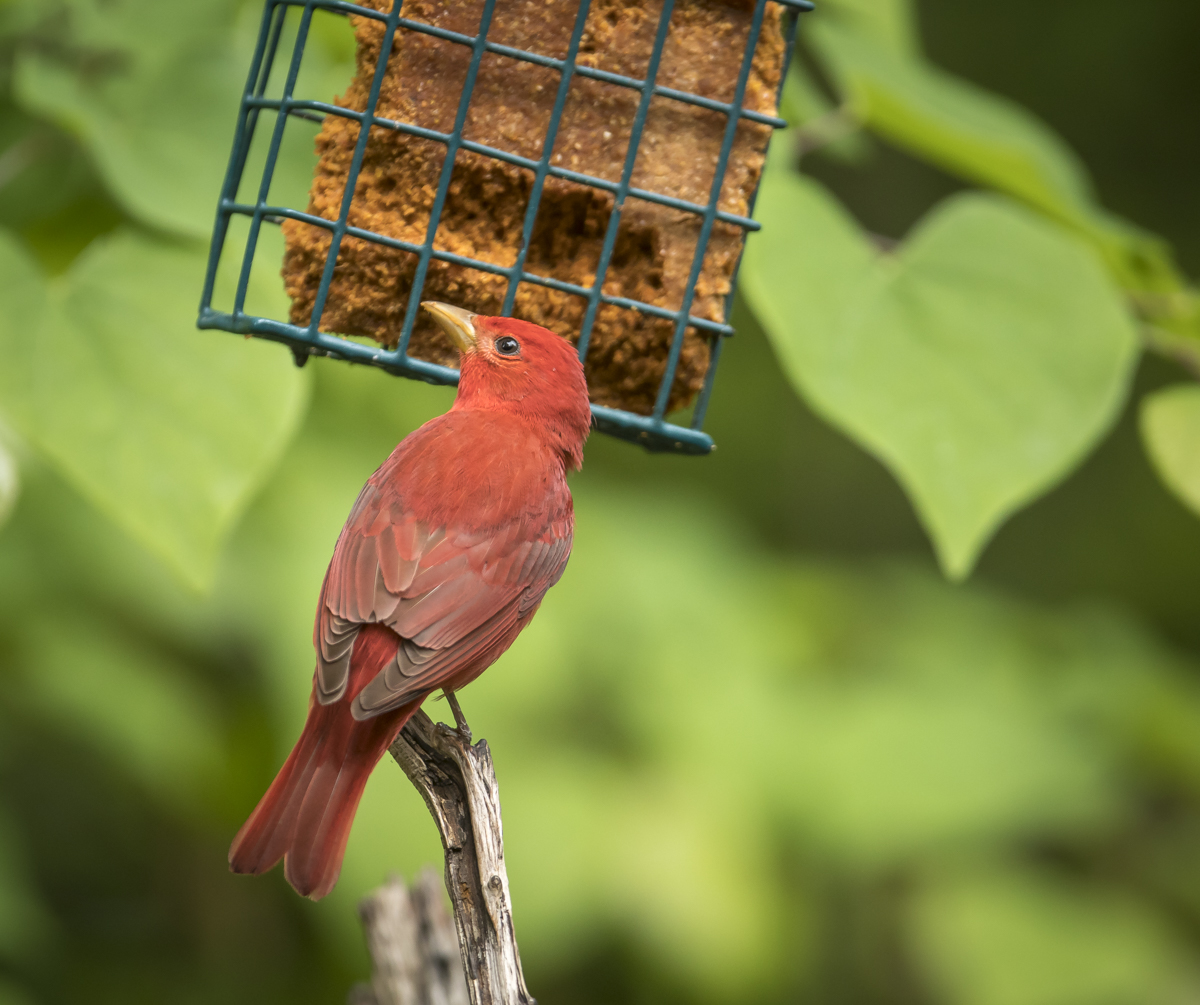 Summer tanager