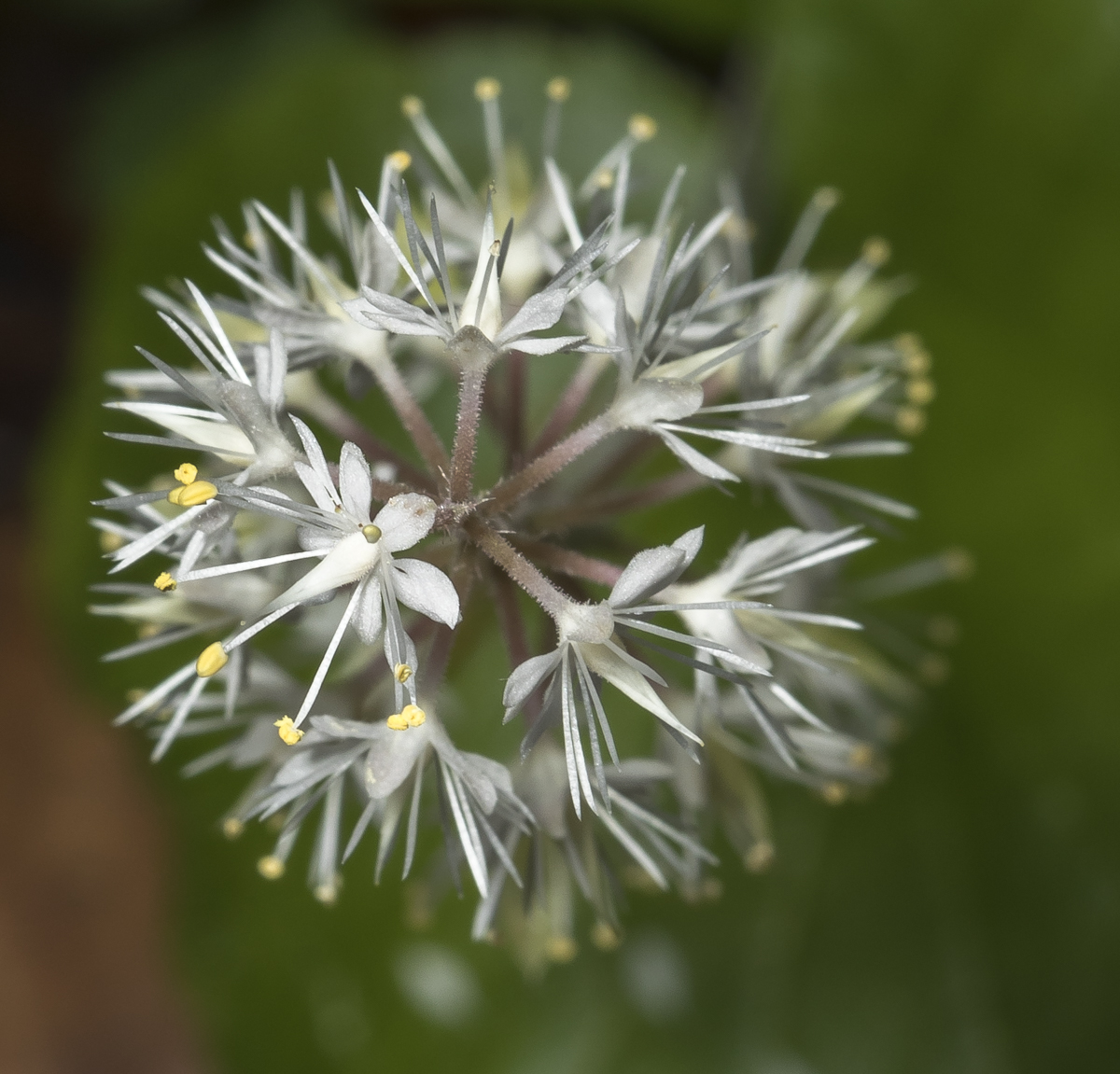 top view of foam flower