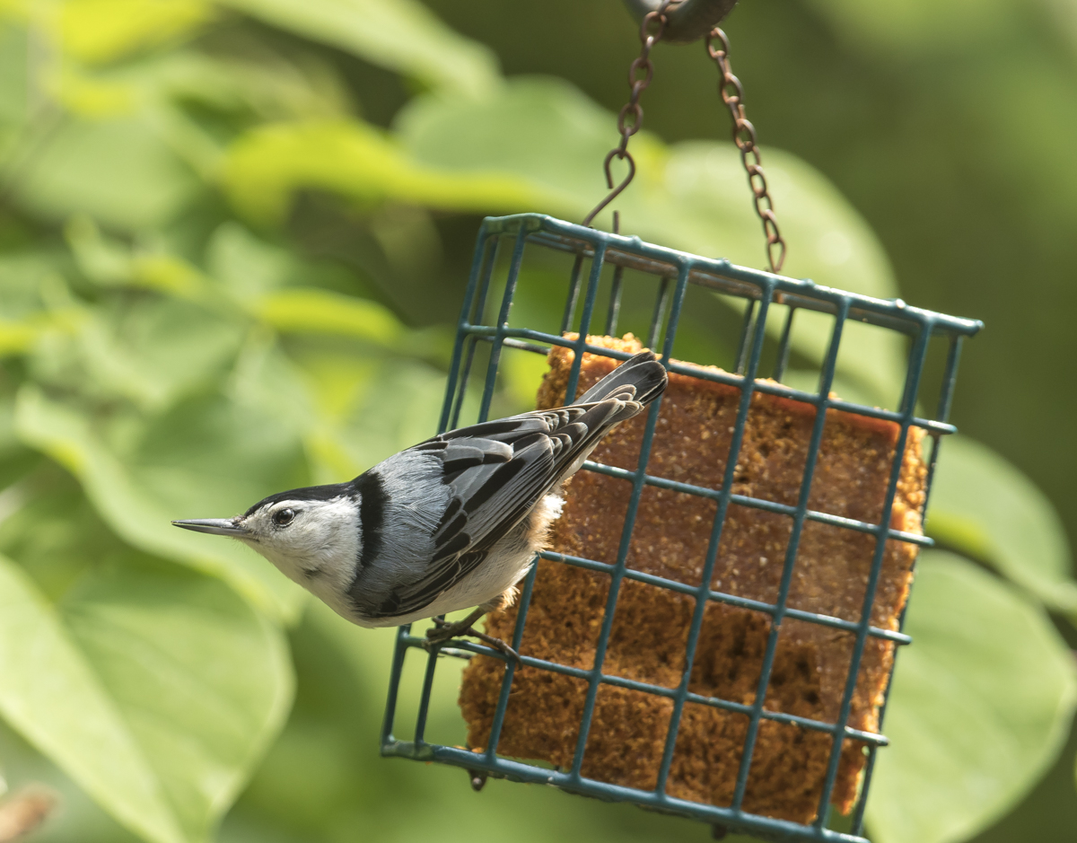 White-breasted nuthatch