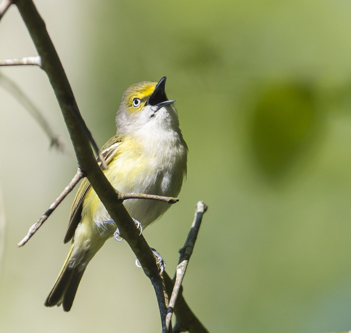white-eyed vireo singing