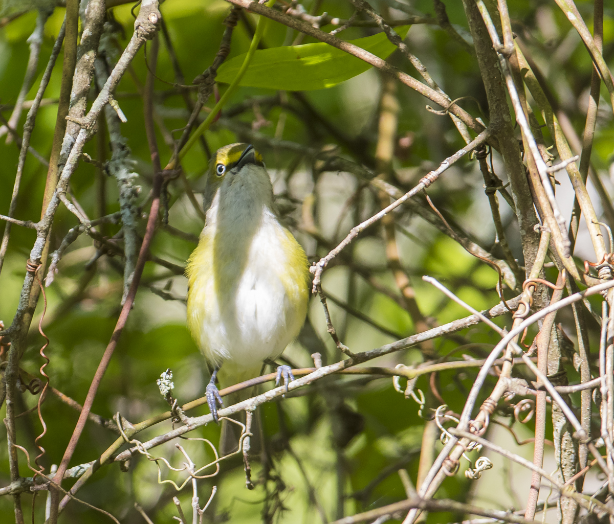White-eyed vireo