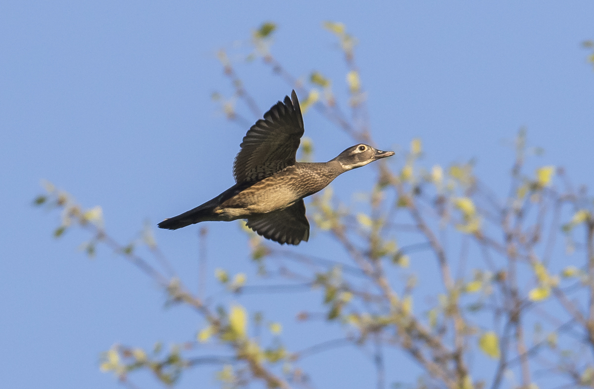 wood duck female