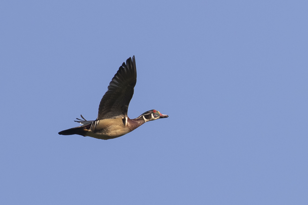 wood duck male