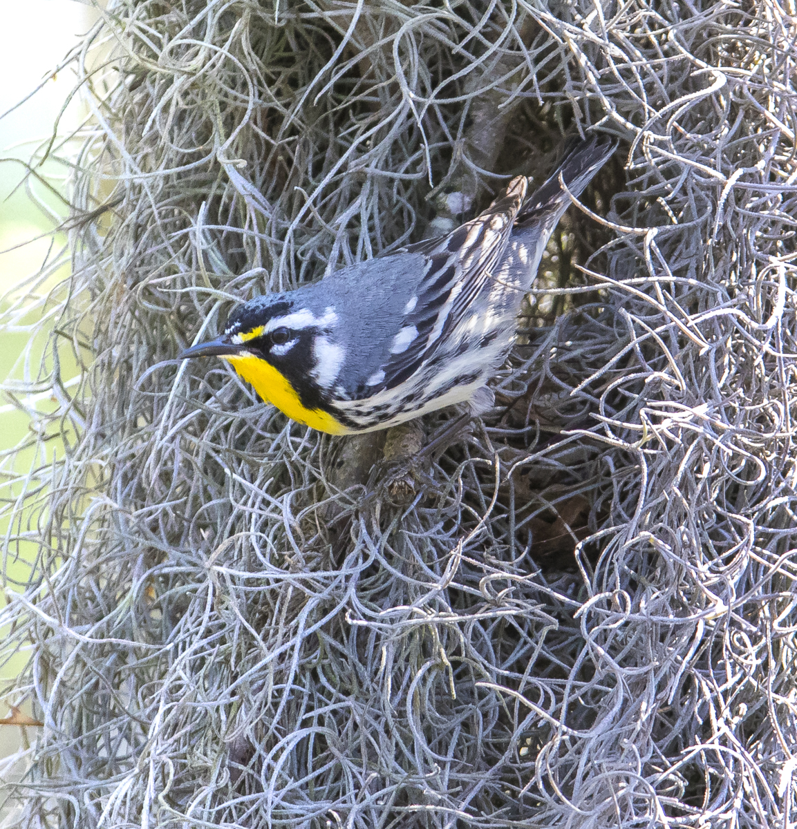 Yellow-throated warbler coming out of nest