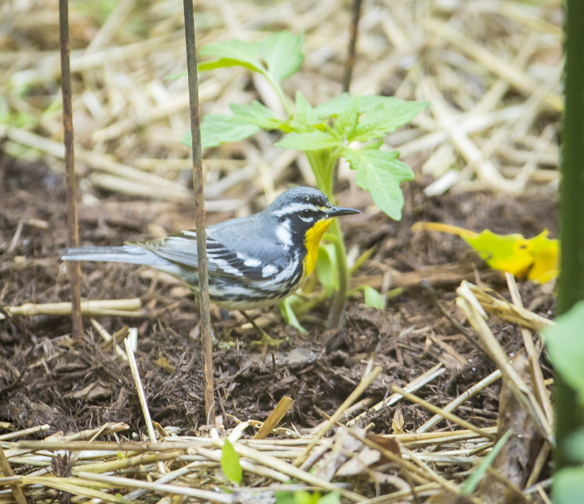 Yellow-throated warbler in yard
