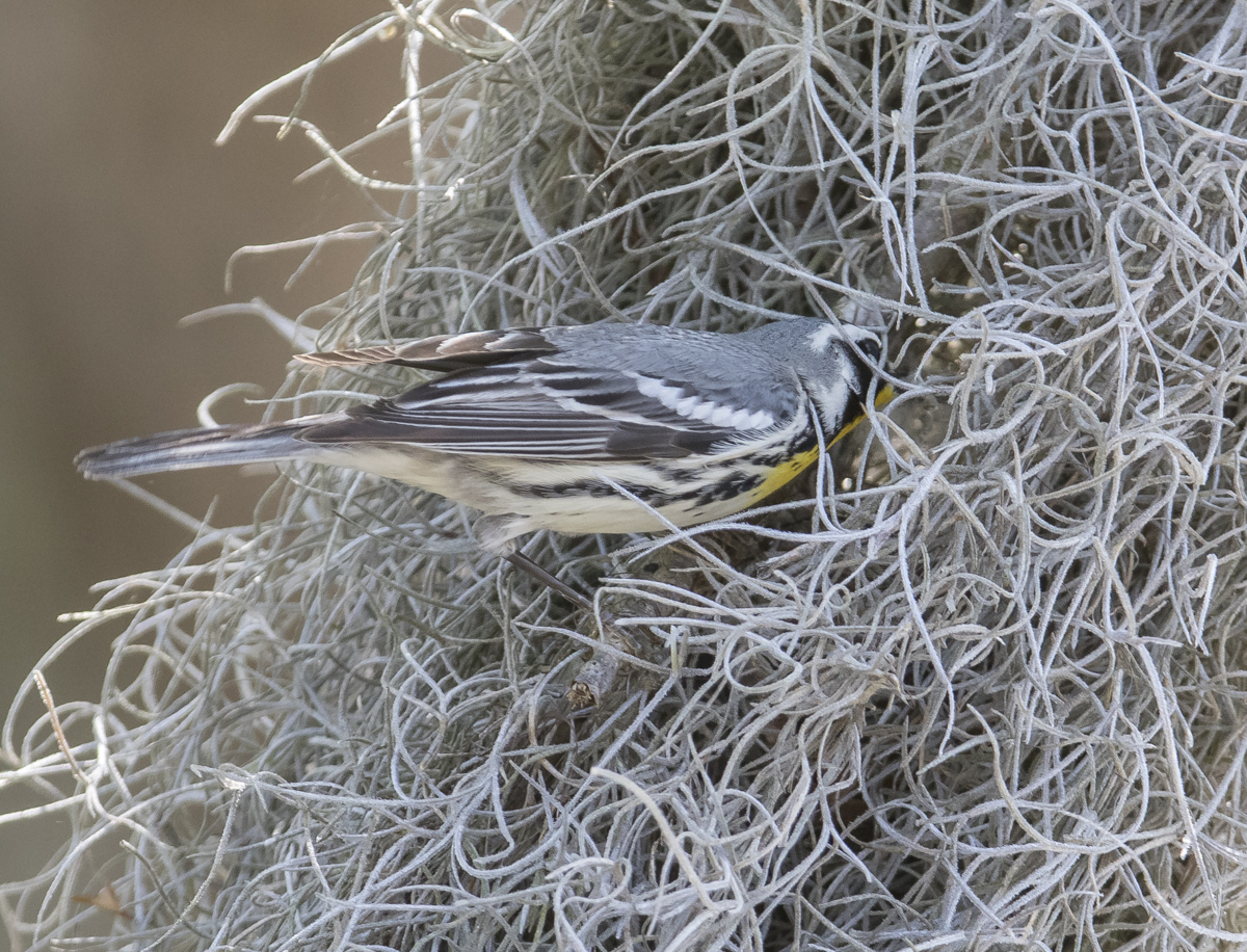 Yellow-throated warbler just going into nest