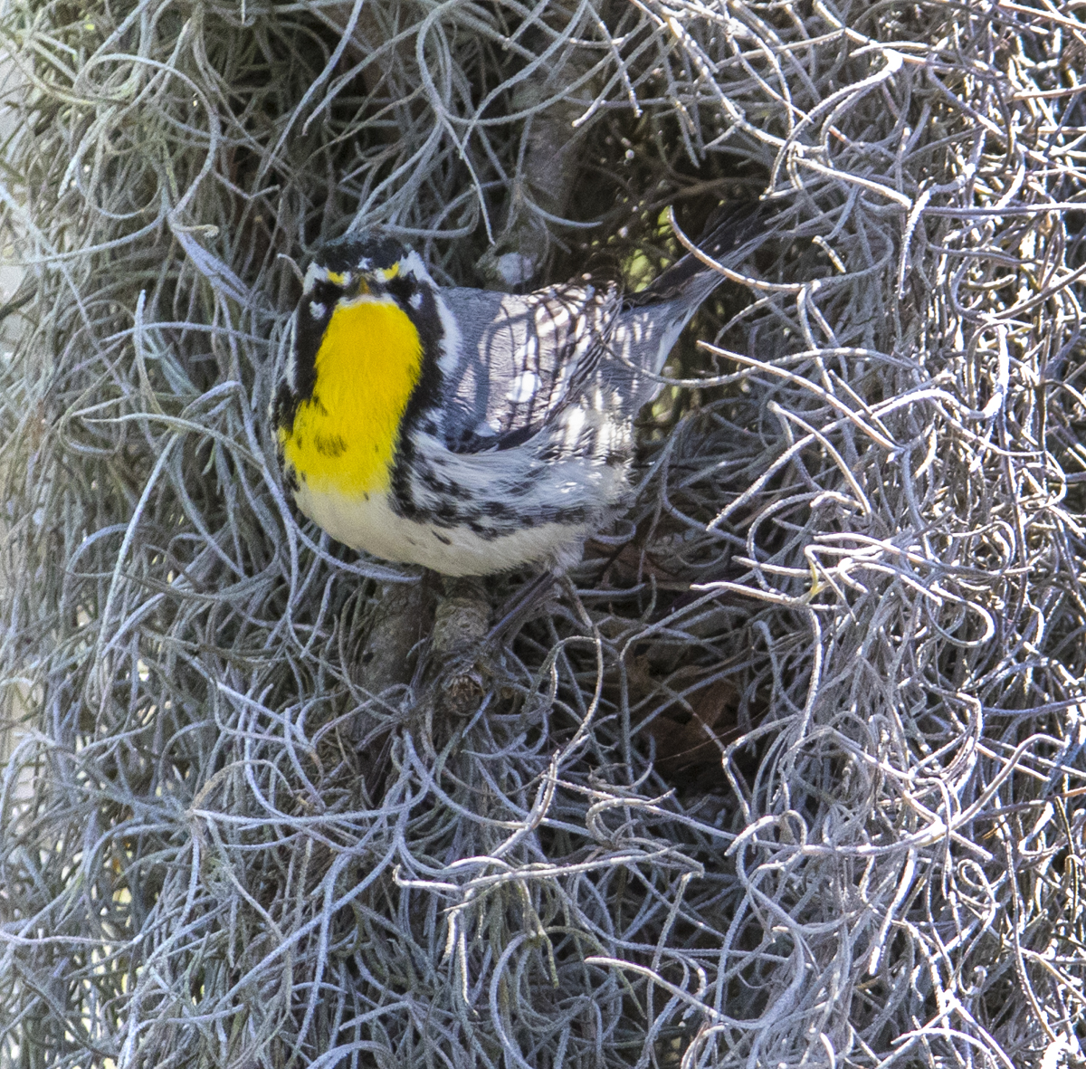 Yellow-throated warbler looking at us