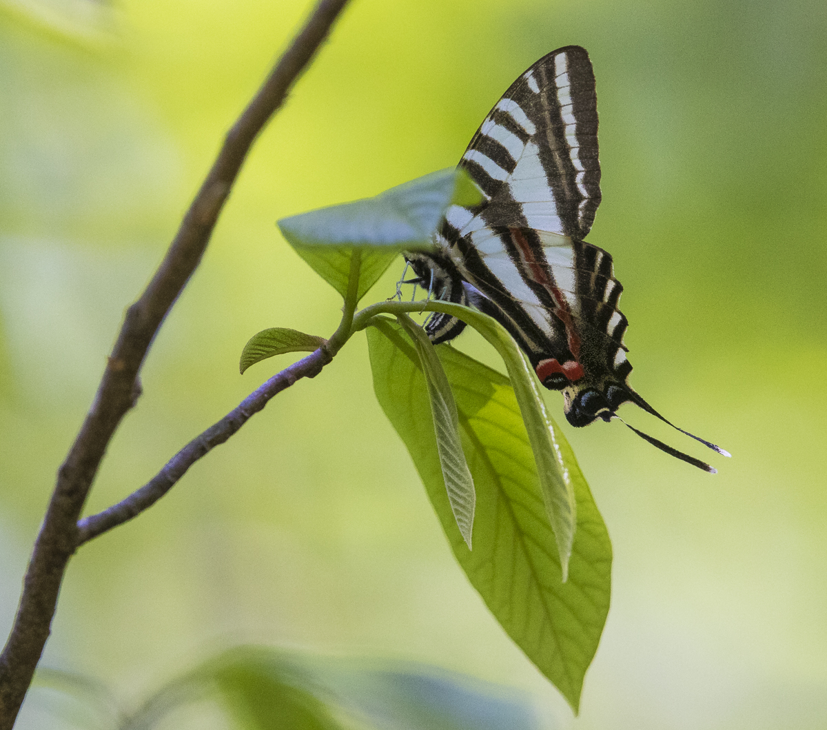 zebra swallowtail laying egg 1