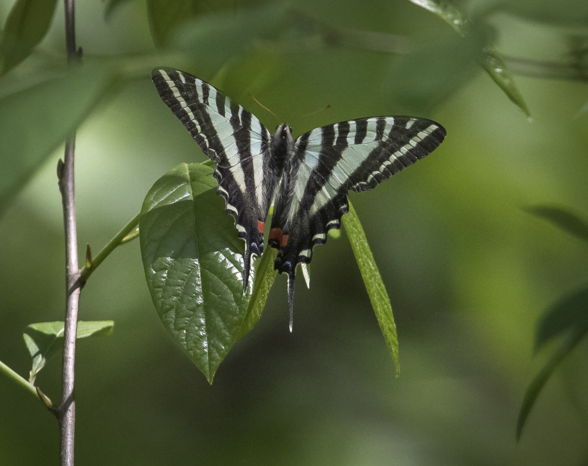 zebra swallowtail laying egg