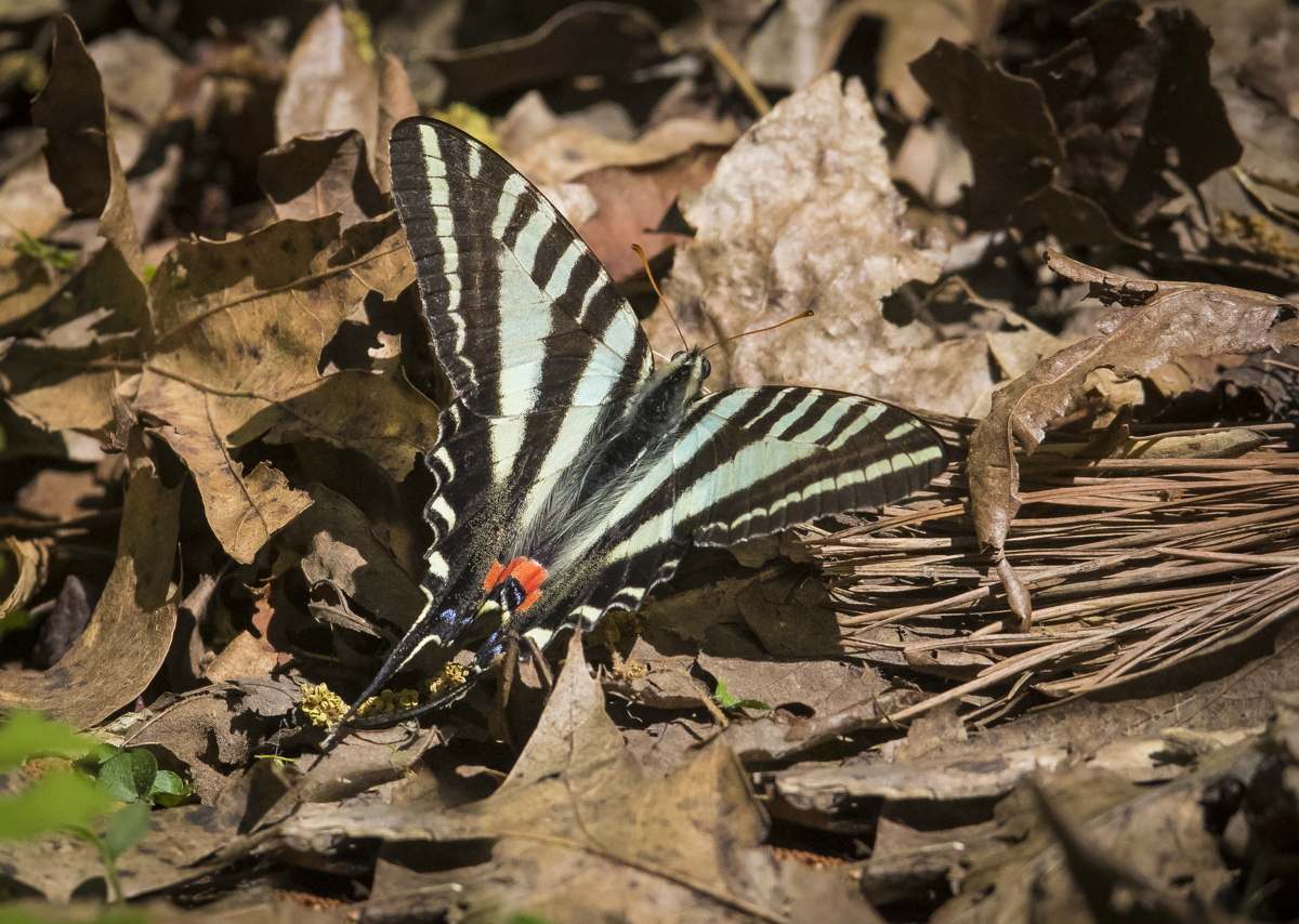 zebra swallowtail resting