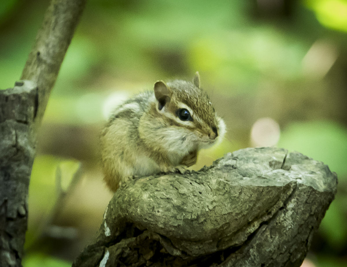 Chipmunk watching me