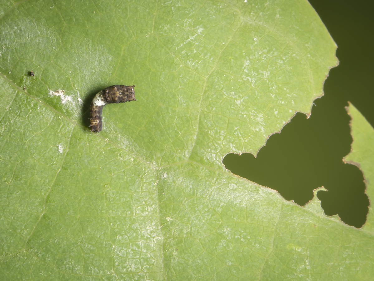Eastern tiger swallowtail first instar larva