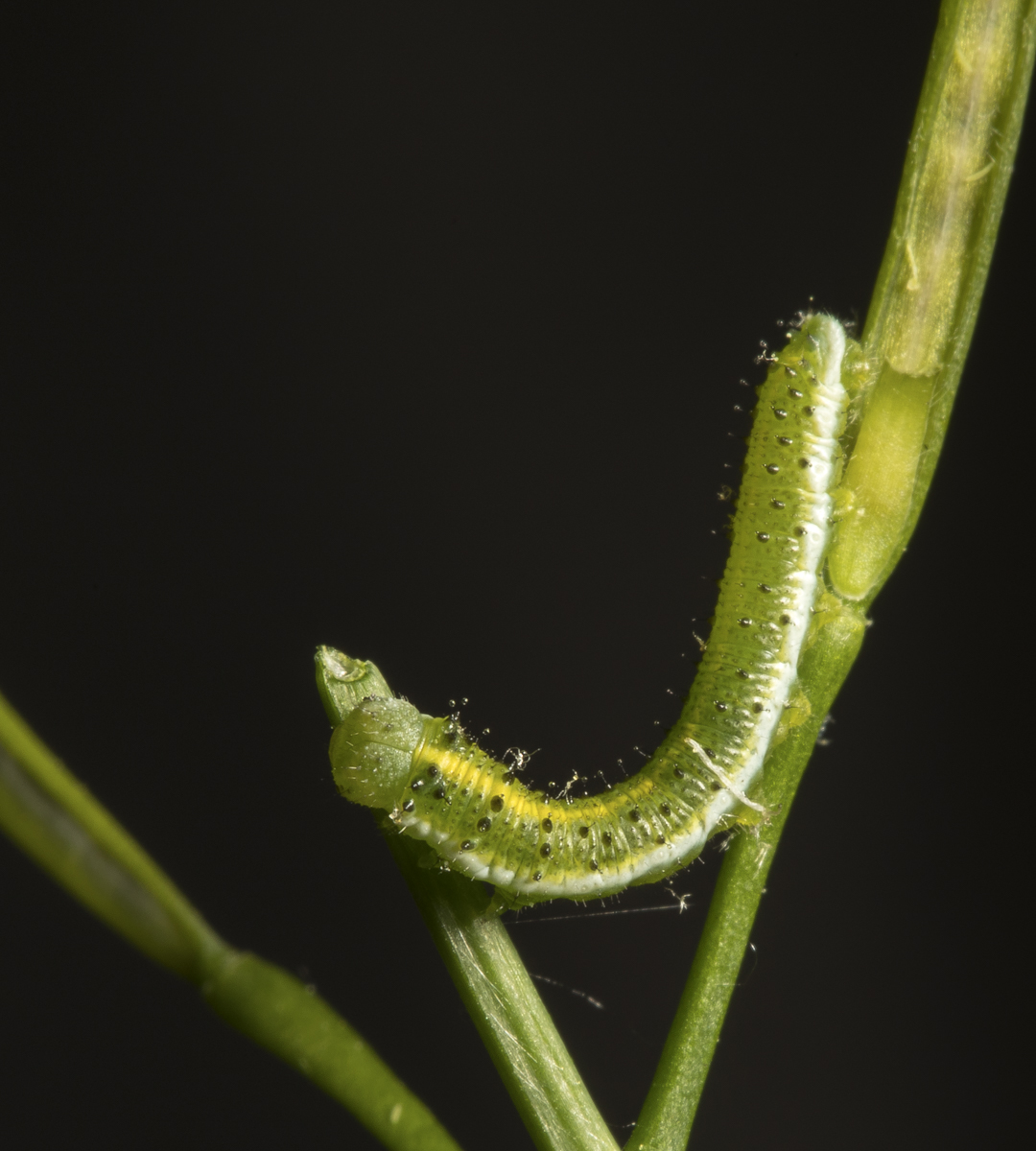 Falcate Orange-tip caterpillar late stages
