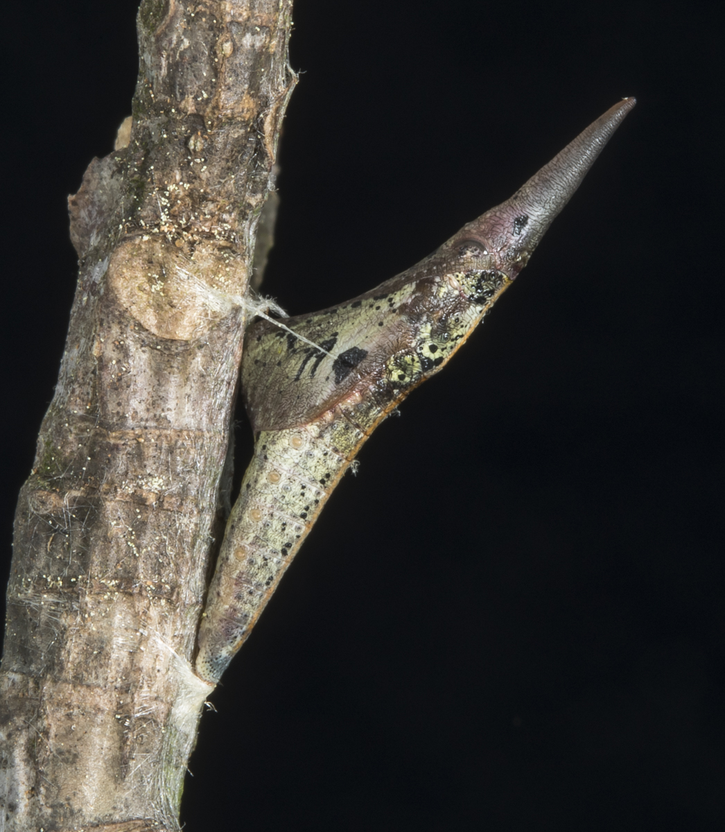 Falcate Orange-tip chrysalis