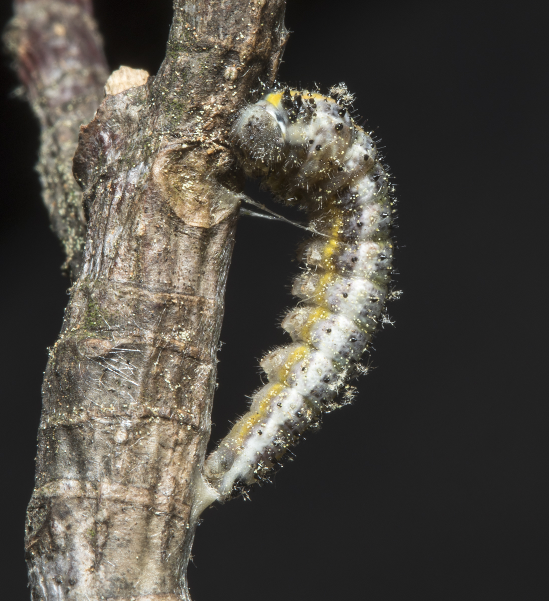 Falcate Orange-tip prepupa