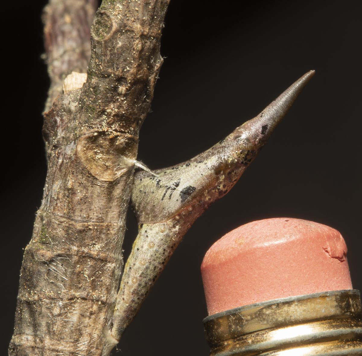Falcate OrangeTip chrysalis with pencil eraser for scale
