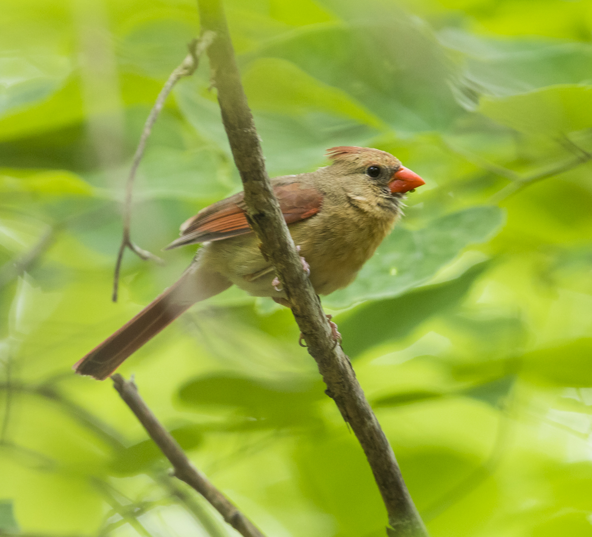 female cardinal
