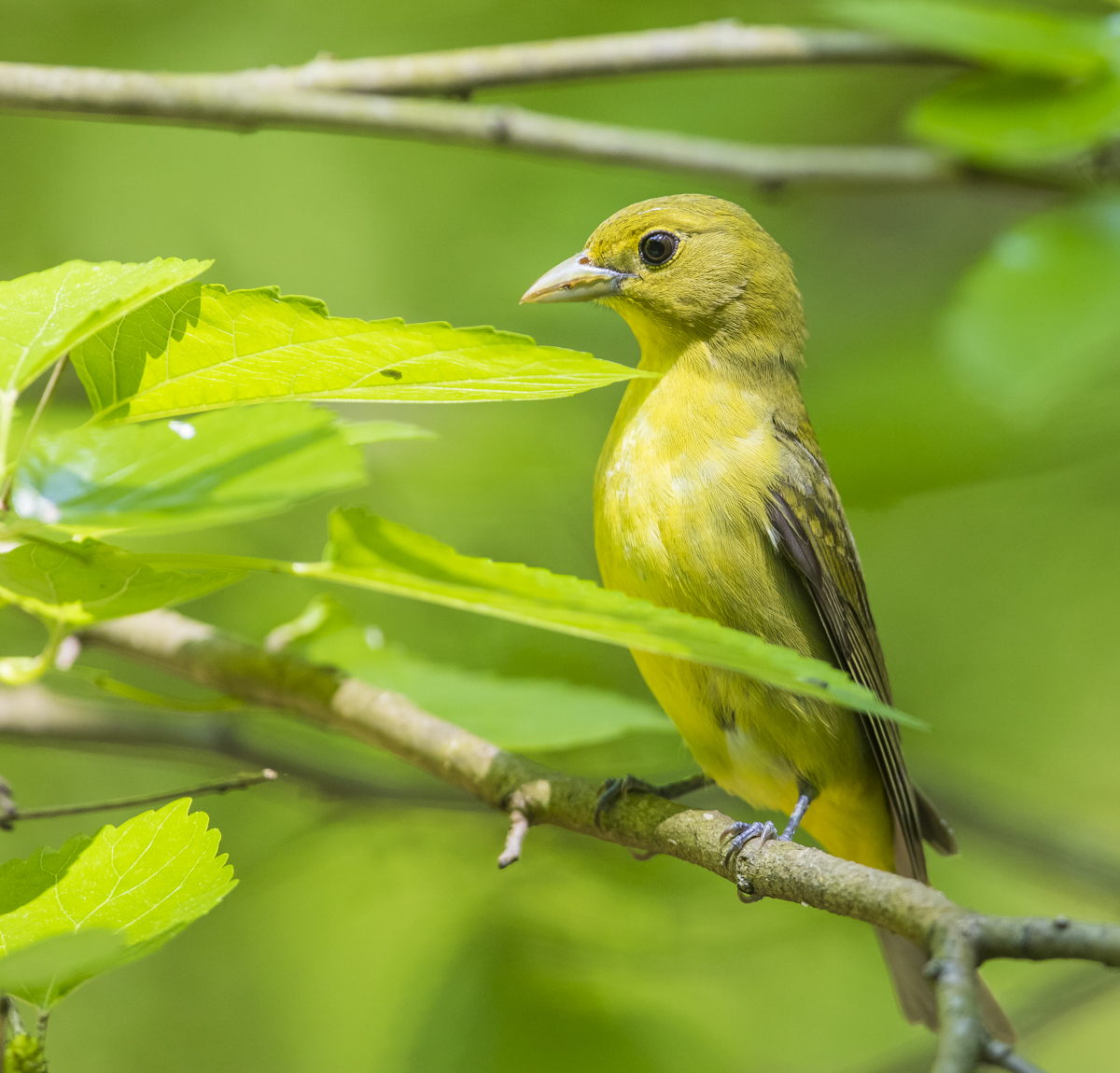 Female scarlet tanager