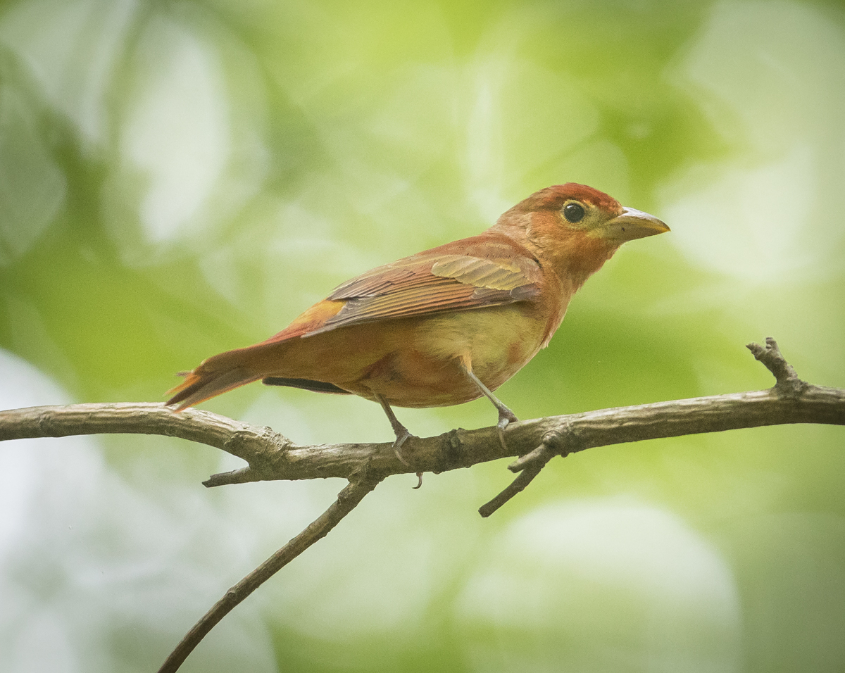 Immature male tanager