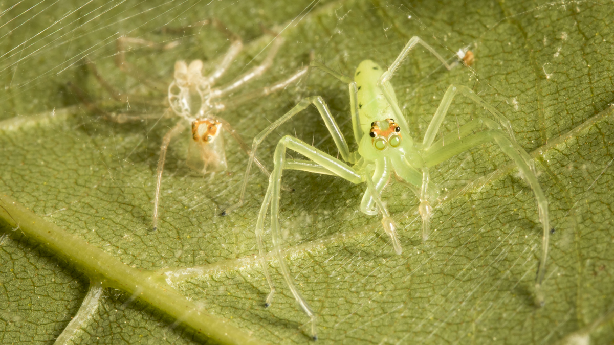 Magnolia Green Jumper and shed 2