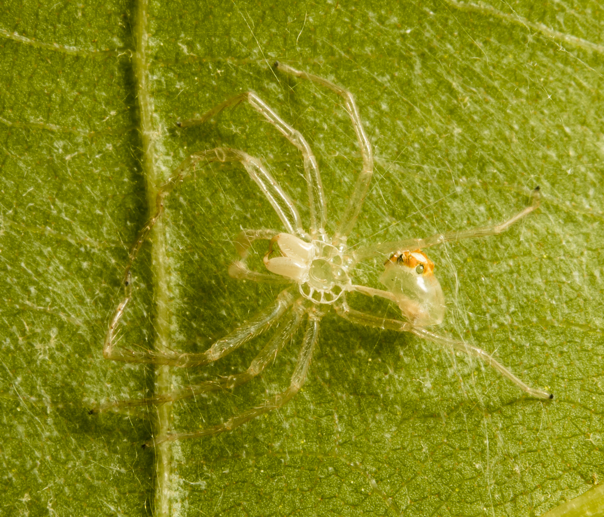 Magnolia Green Jumper shed