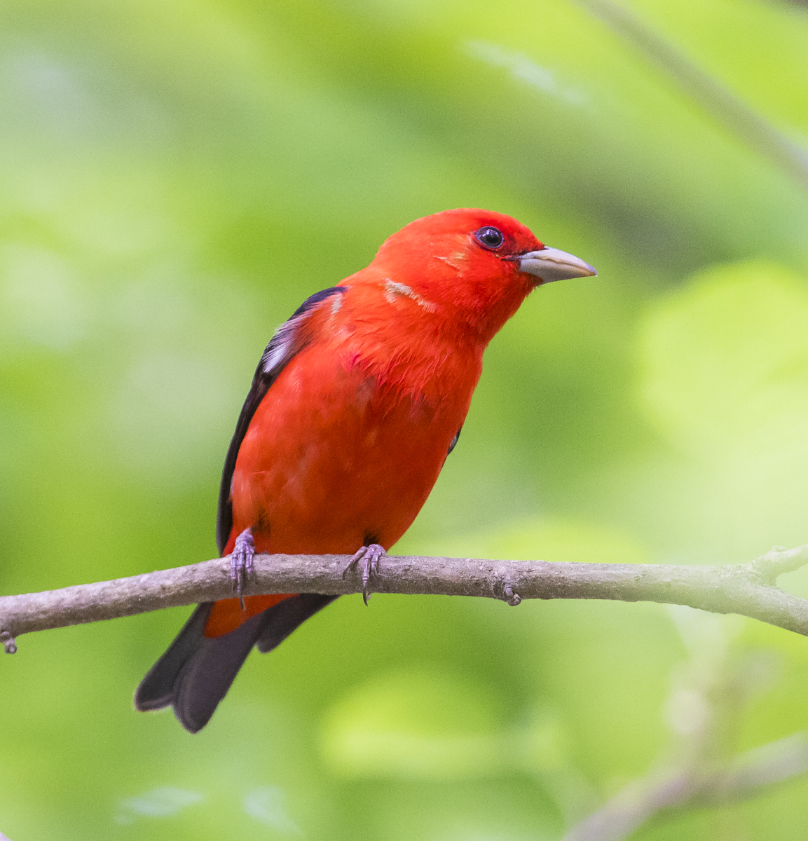male scarlet tanager 1