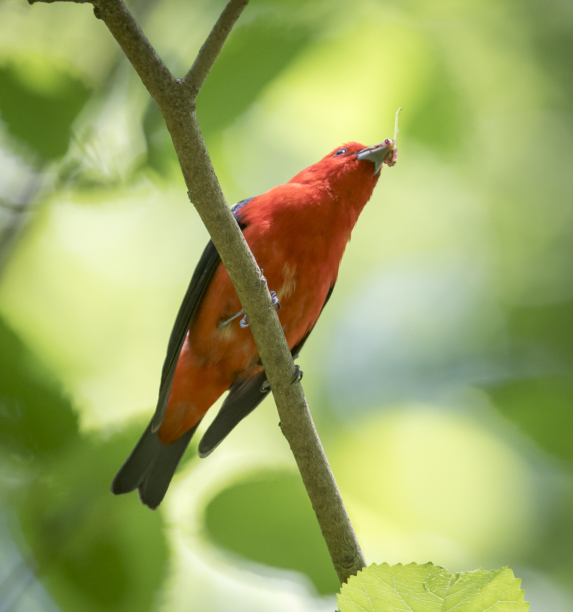 Male scarlet tanager with berry