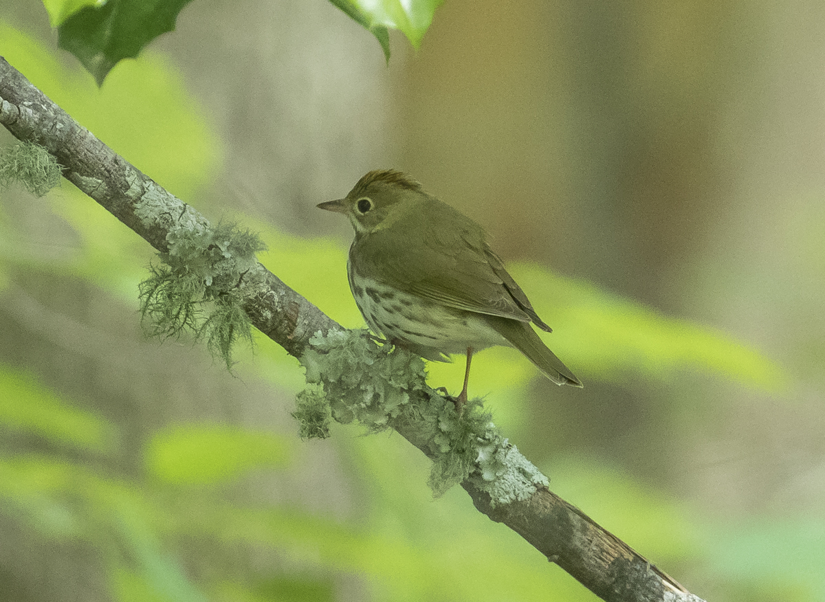 ovenbird