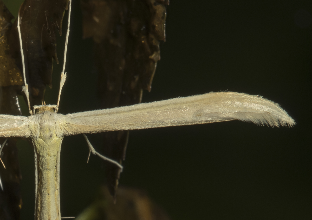 Plume moth detail