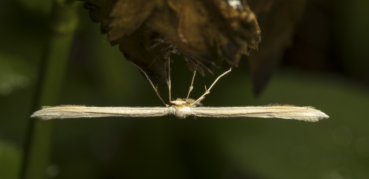 Plume moth top view