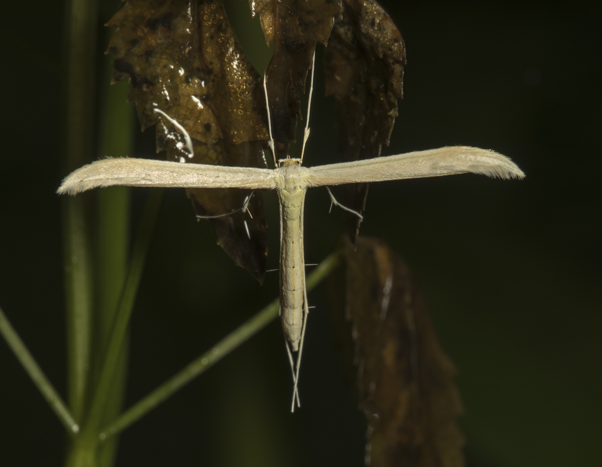 Plume moth