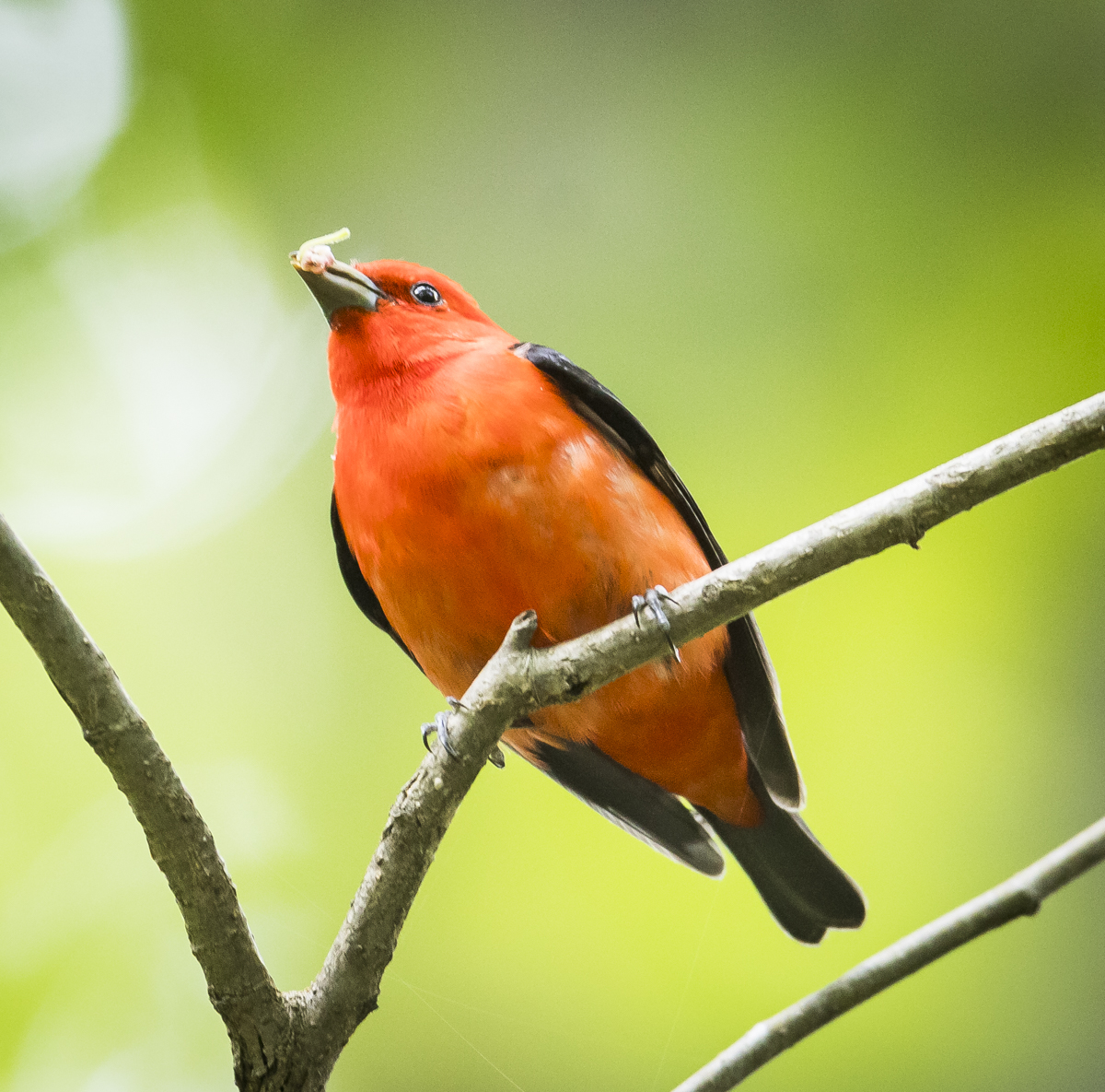 Scarlet tanager eating berry