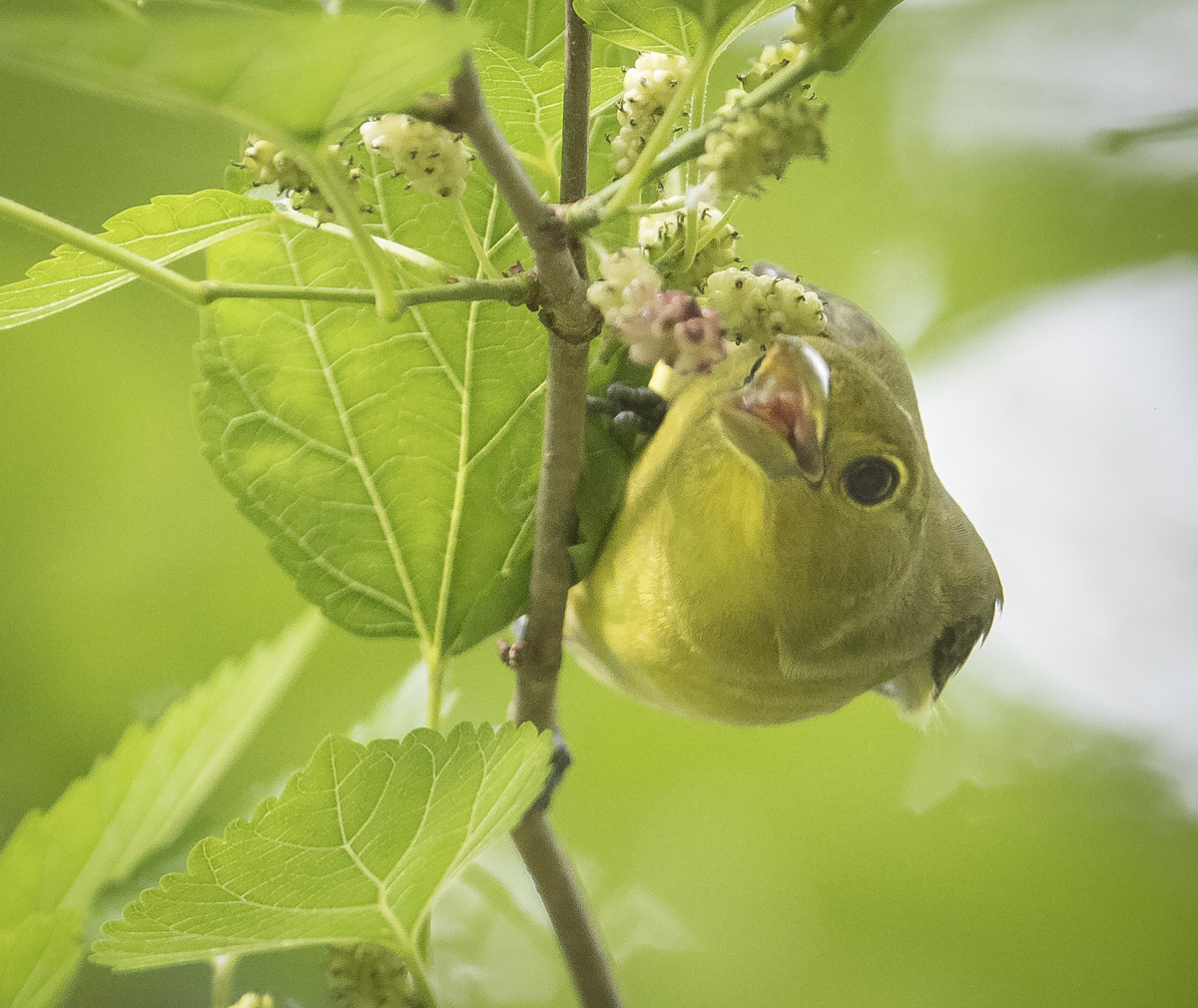 Scarlet tanager female reaching for berry