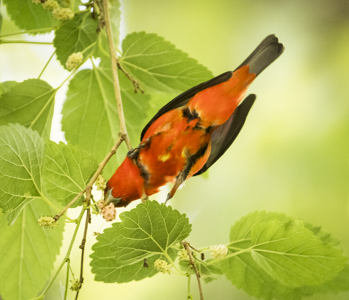 Scarlet tanager getting berry