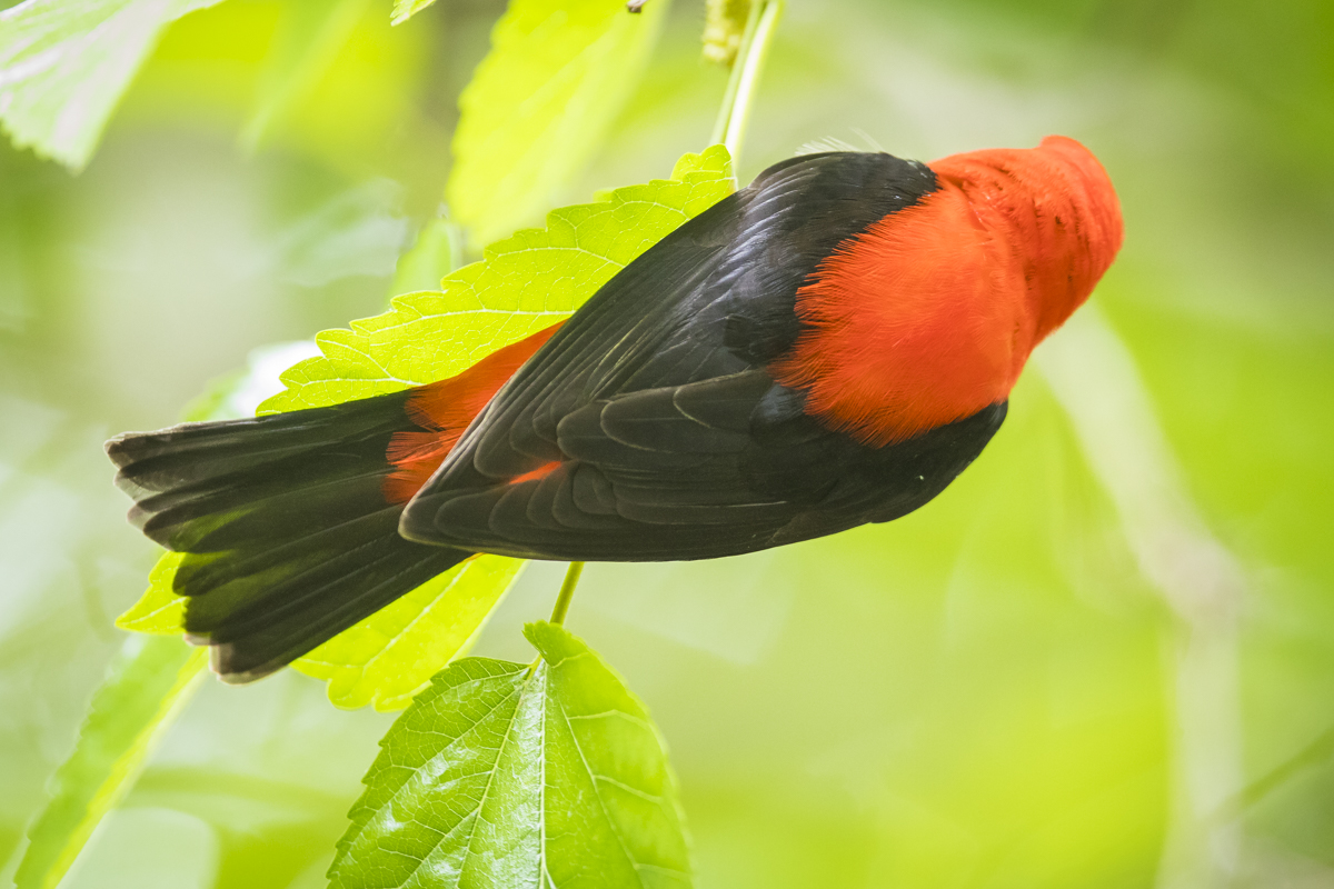 Scarlet tanager male dorsal view
